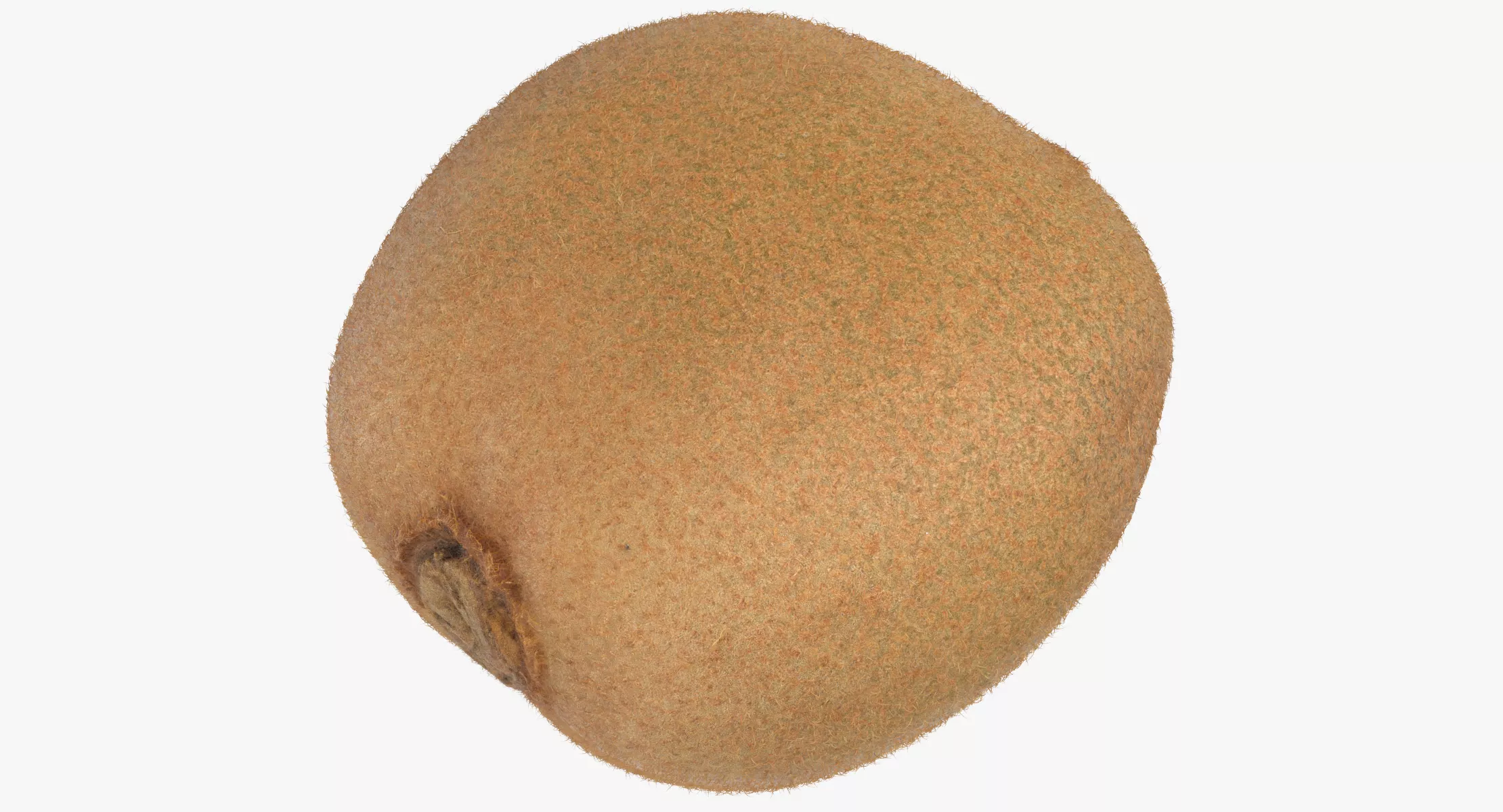 Kiwi 05 3D model