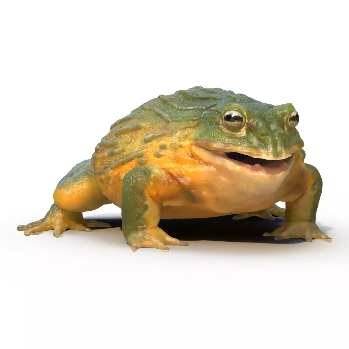African Bullfrog Pose 3 3D model