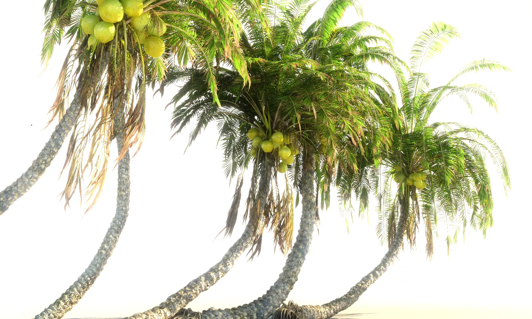 Coconut Palm Animated Pack 12 Low-poly 3D model