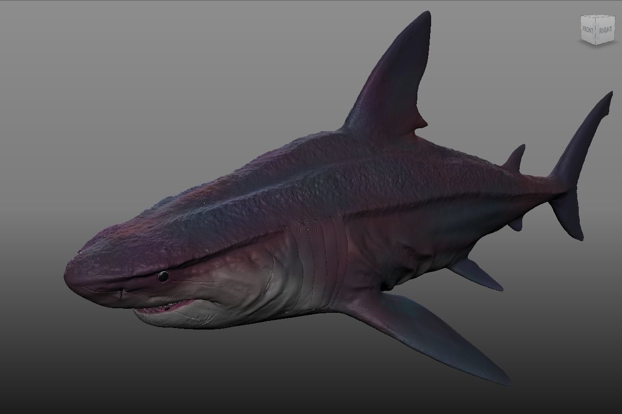 GIGALODON great shark 3D model_2