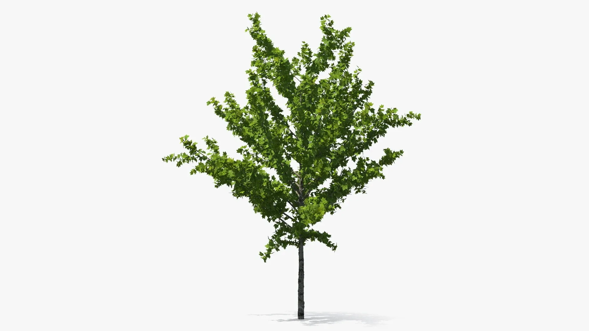 Young Tree Red Maple Summer 3D model