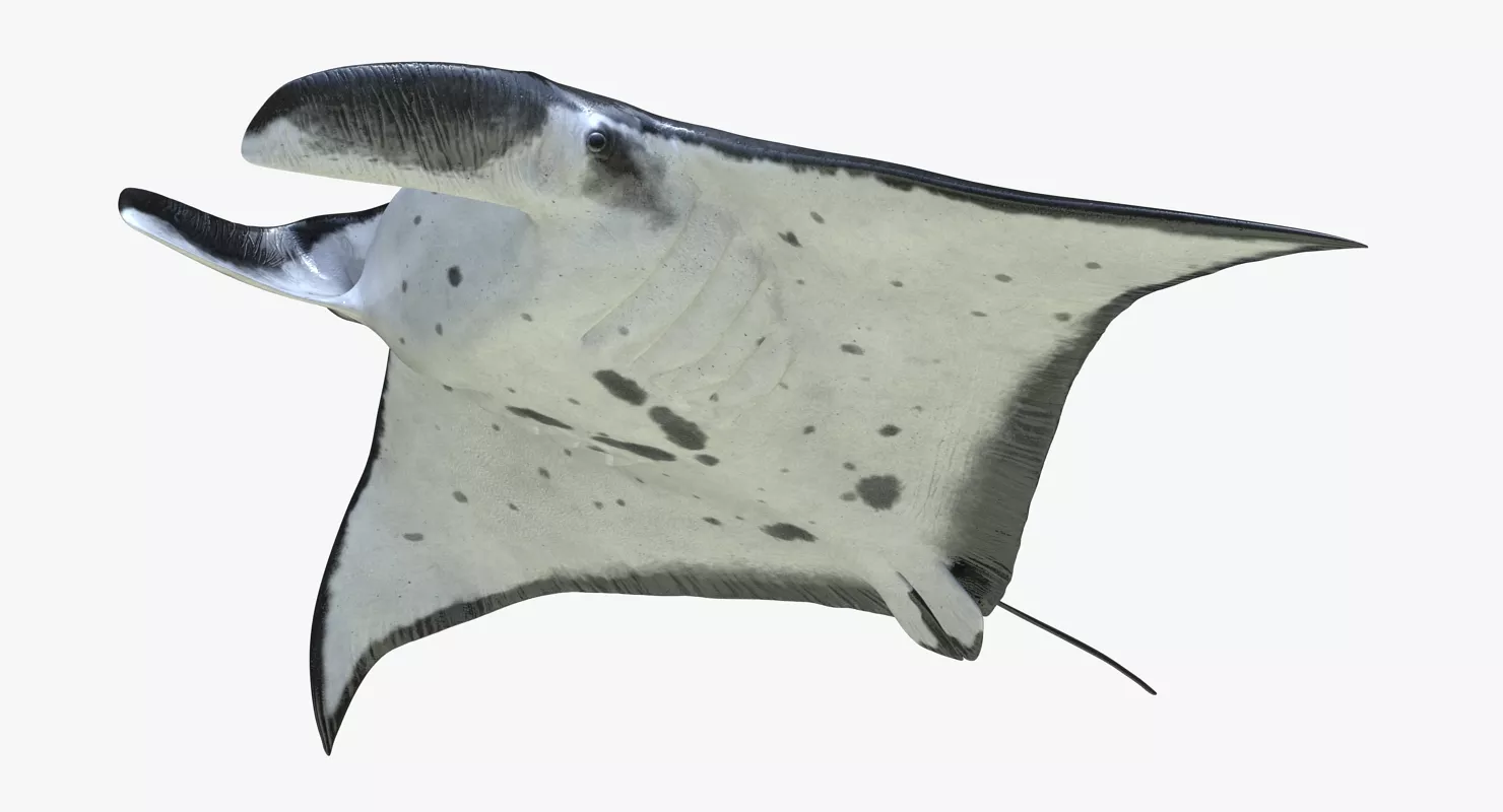 Manta Ray Pose 3 3D model