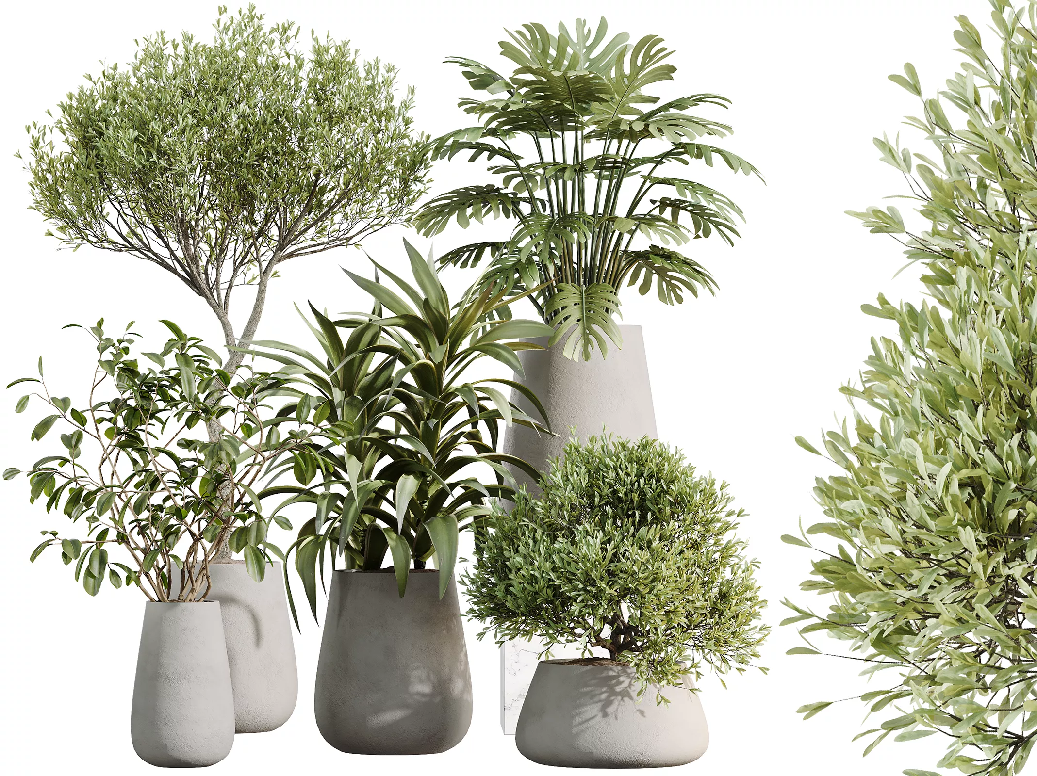 AV Indoor Plants Set 527 Olive Elegant Monstera Lemon Ficus 3D model