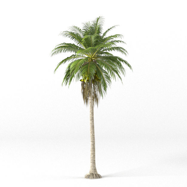 Coconut tree 3D model_1