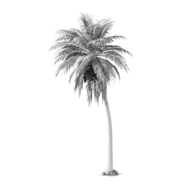 Coconut tree 3D model_4