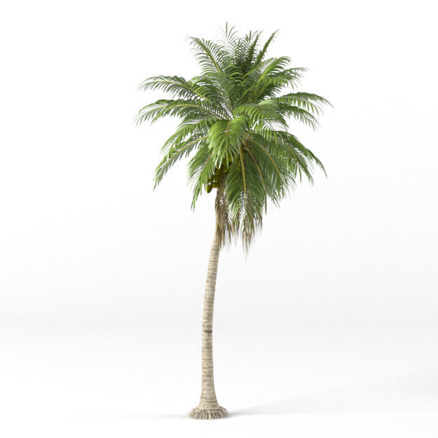 Coconut tree 3D model_3