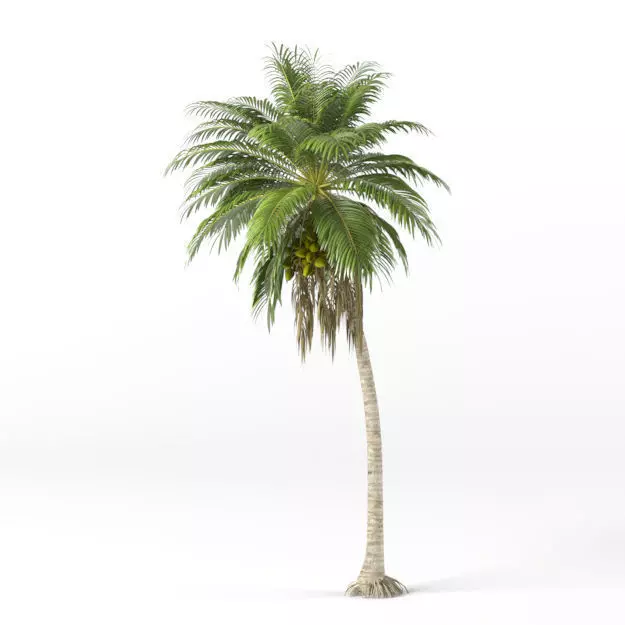 Coconut tree 3D model_0