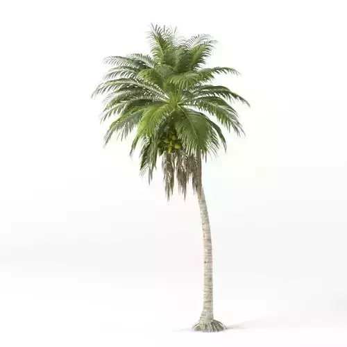 Coconut tree 3D model