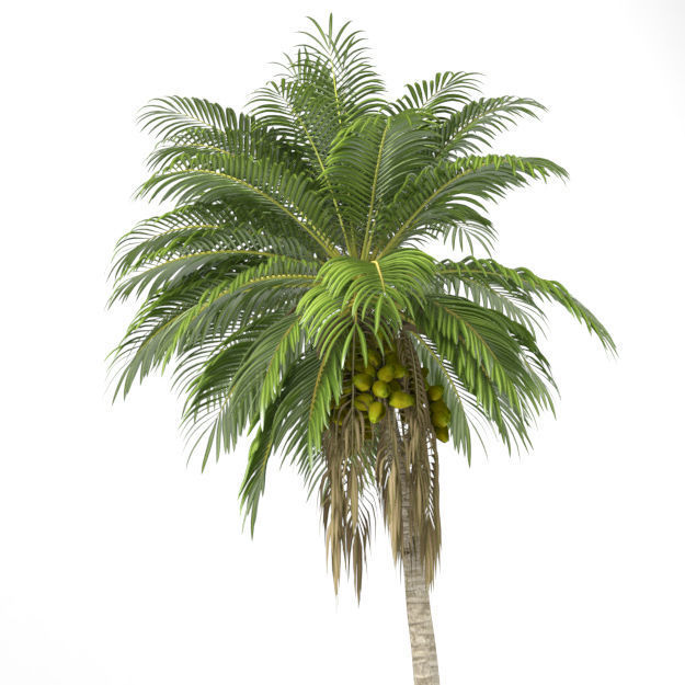 Coconut tree 3D model_5