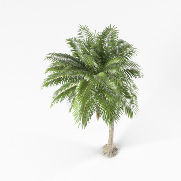 Coconut tree 3D model_2