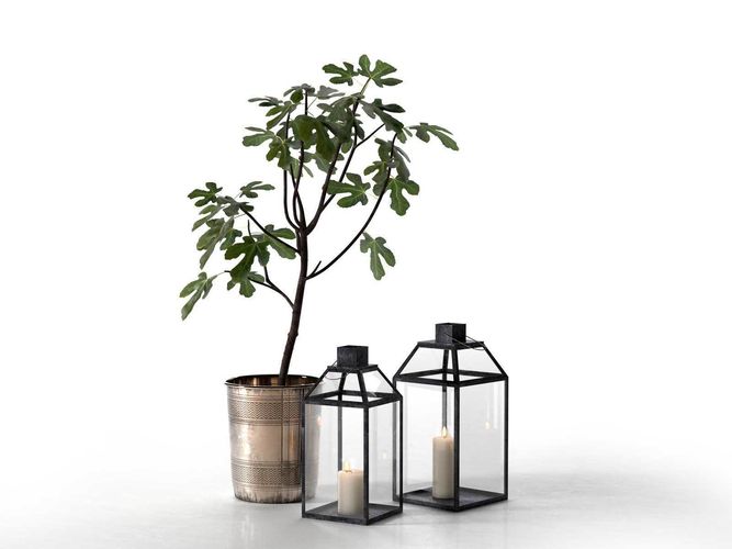 Lanterns and Planter with Fig Tree 3D model