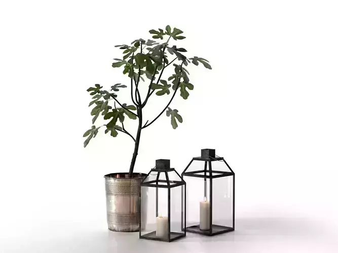 Lanterns and Planter with Fig Tree 3D model