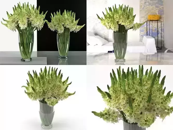 Ornithogalums 02 3D model