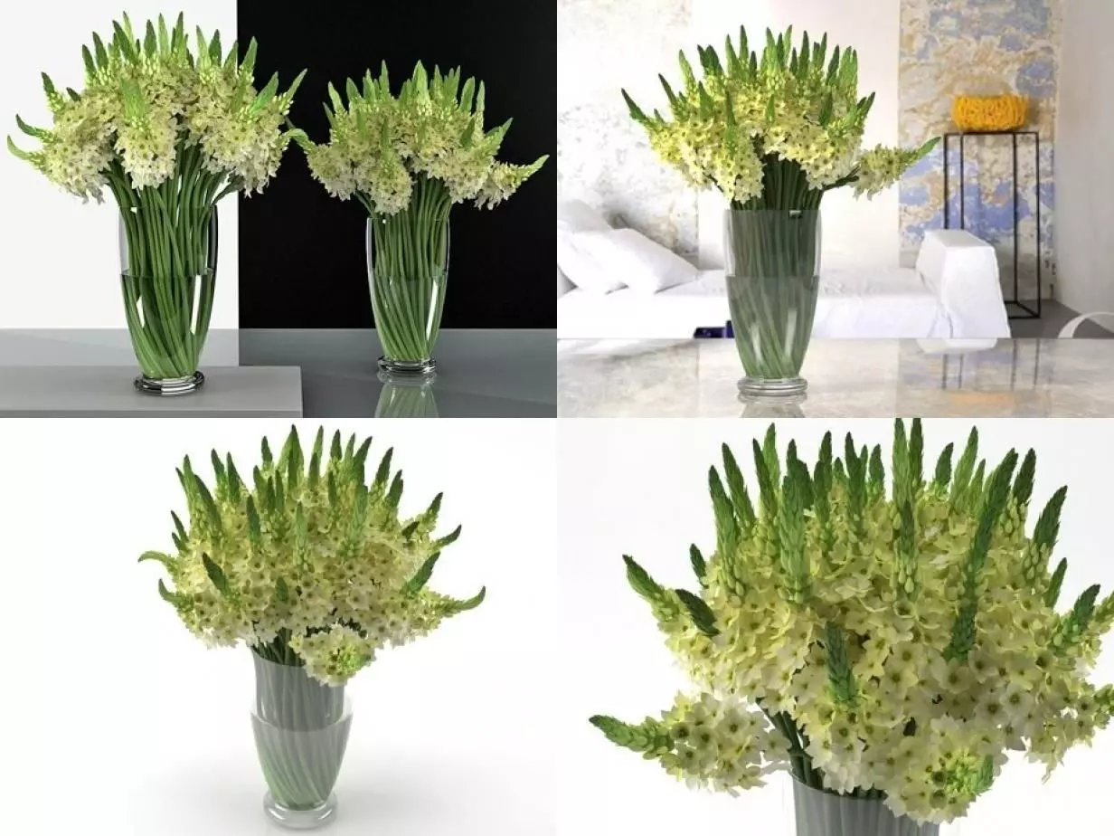 Ornithogalums 02 3D model_0