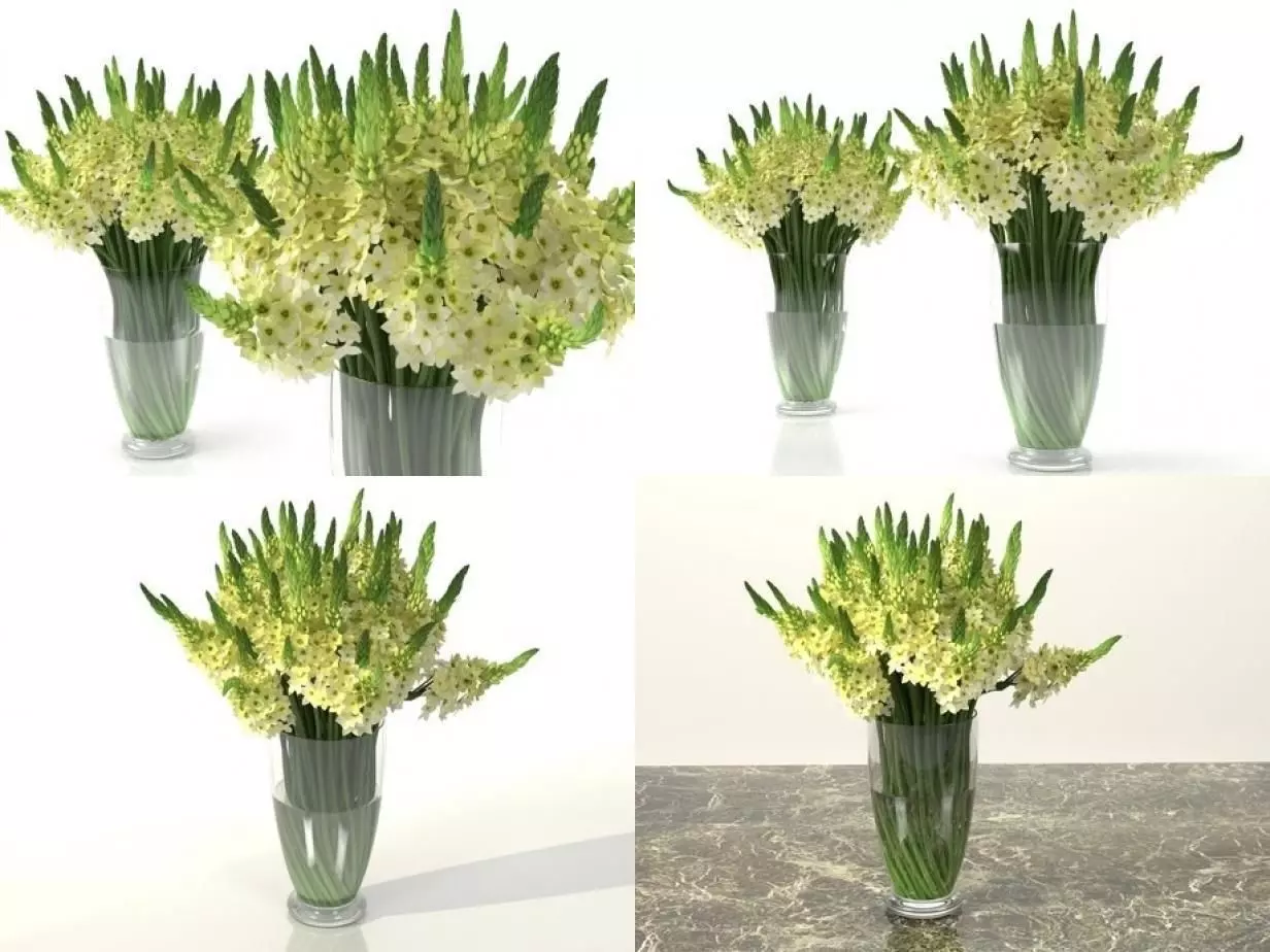 Ornithogalums 02 3D model_1