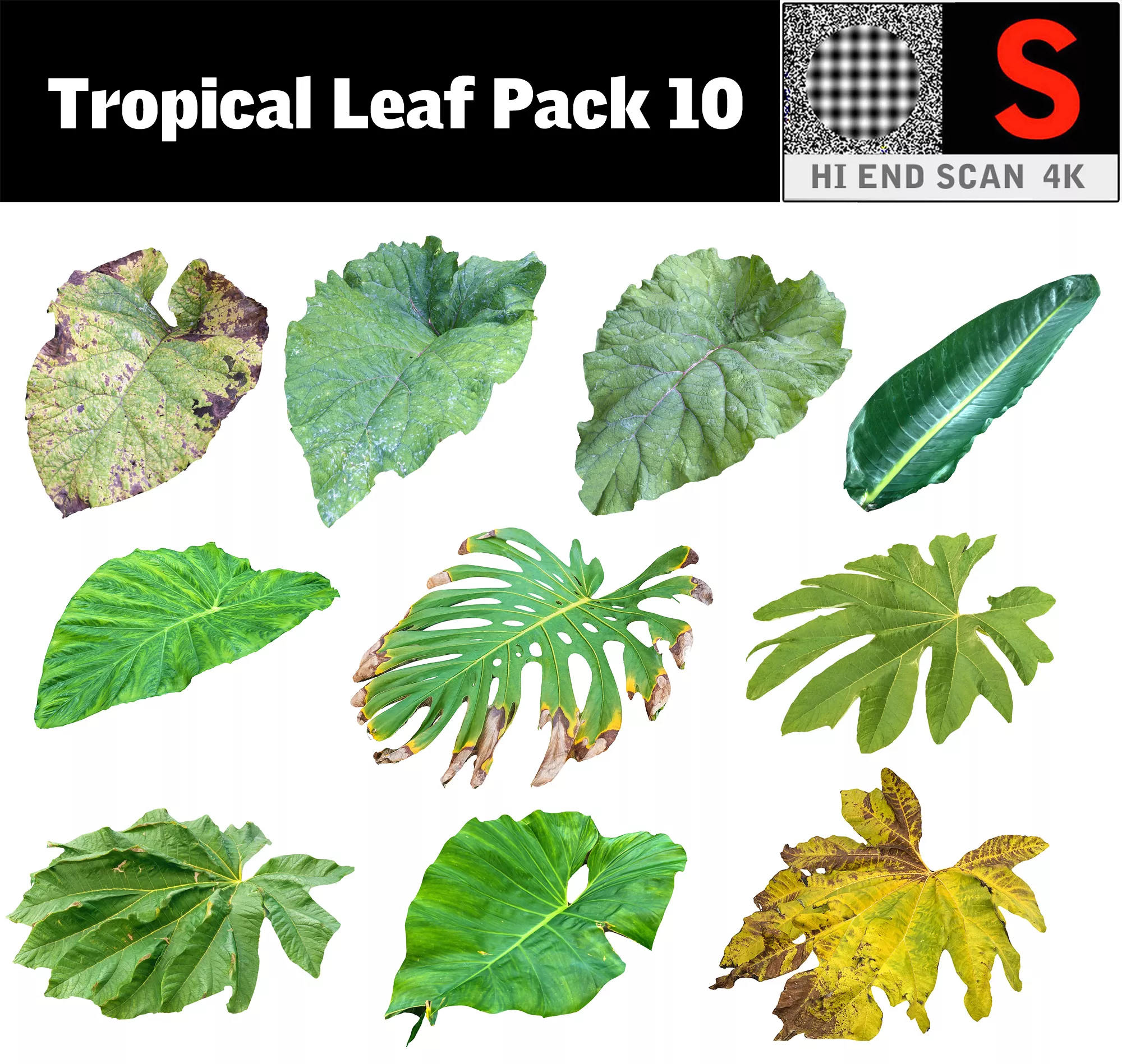 Tropical Leaf Pack 10 Low-poly 3D model