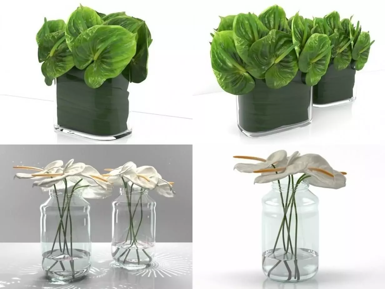 Anthuriums four different plants in vase 3D model_1