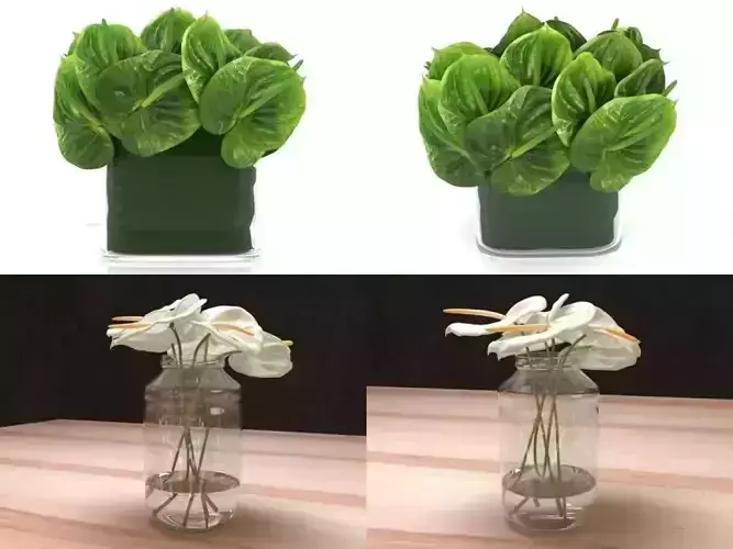 Anthuriums four different plants in vase 3D model