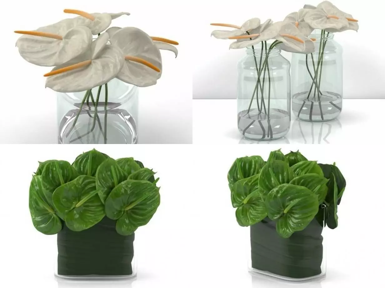 Anthuriums four different plants in vase 3D model_2