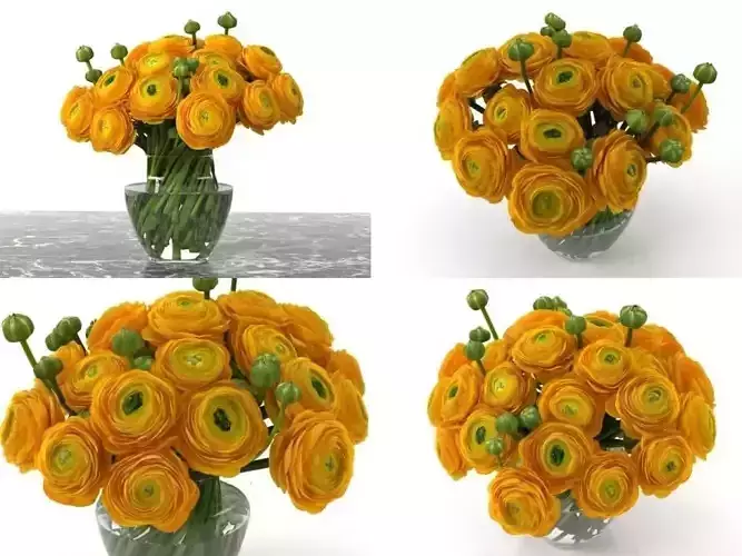 Orange Ranunculus