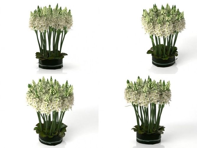 Ornithogalums four hyacinths in vase 3D model