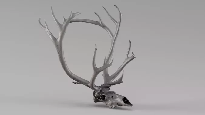 000750 Reindeer Skull with Antlers