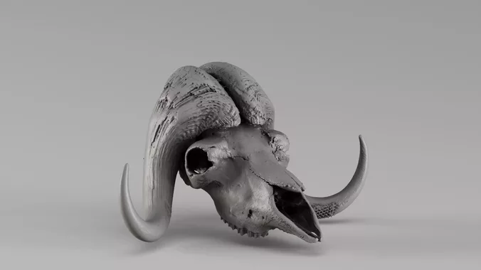 000749 Musk Ox Skull with Horns