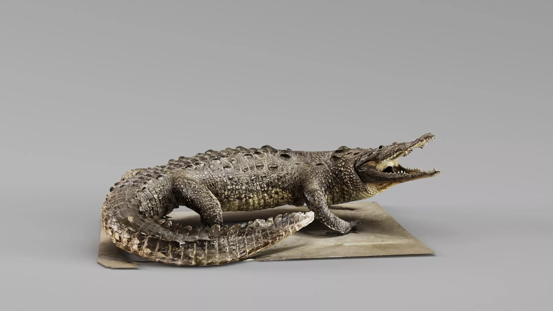 000751 Crocodile with Open Mouth 3D model