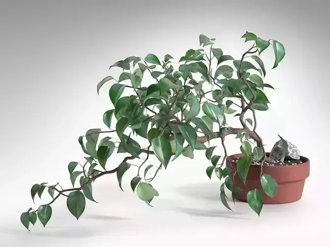 Ficus Wiandi Bonsai in Pot