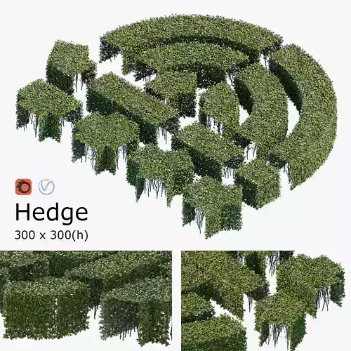 Hedge 300x300 