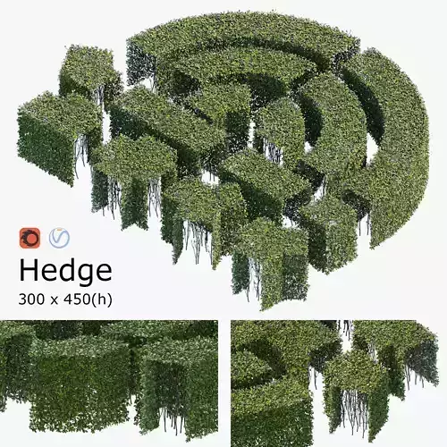 Hedge 300x450 