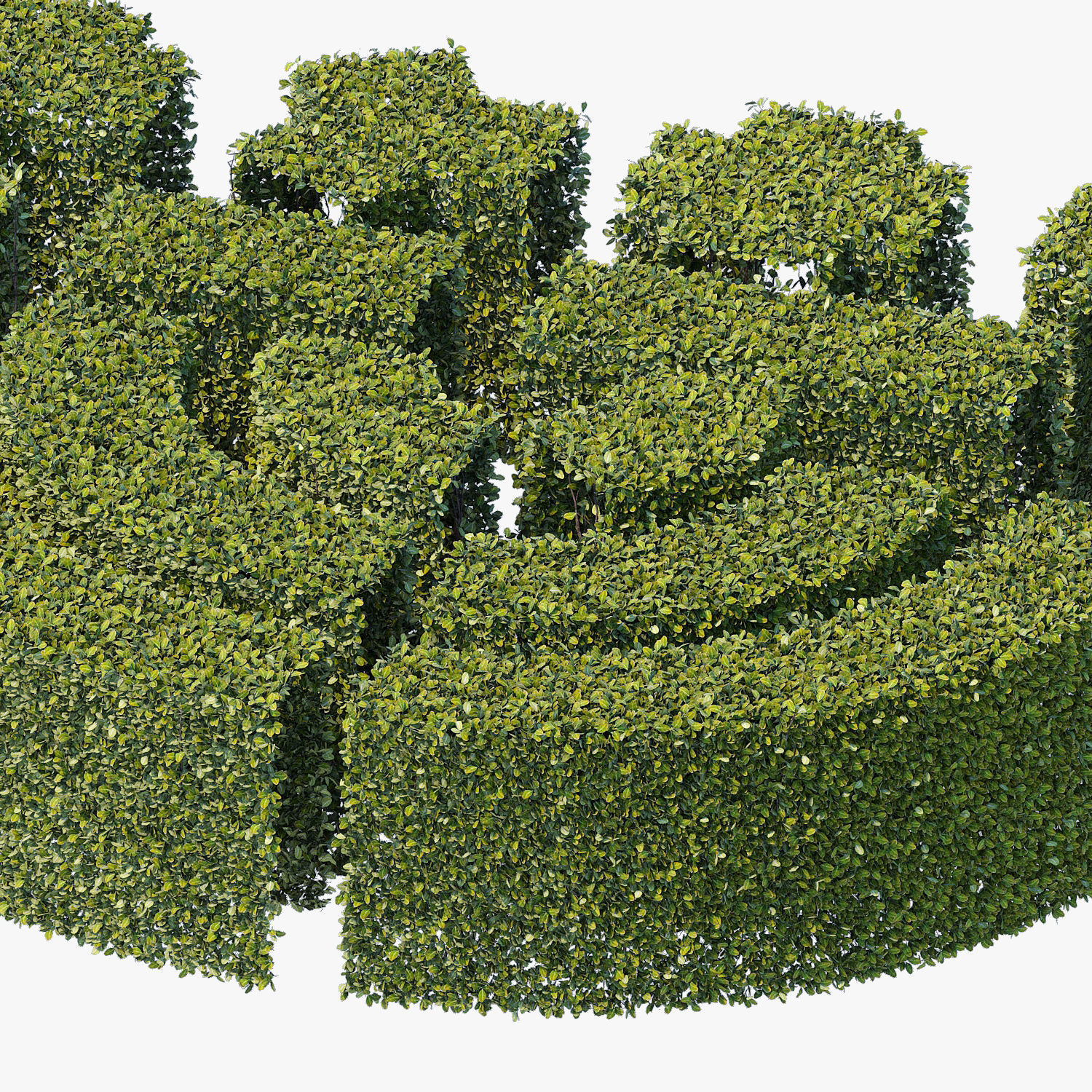 Hedge 300x600 3D model_4