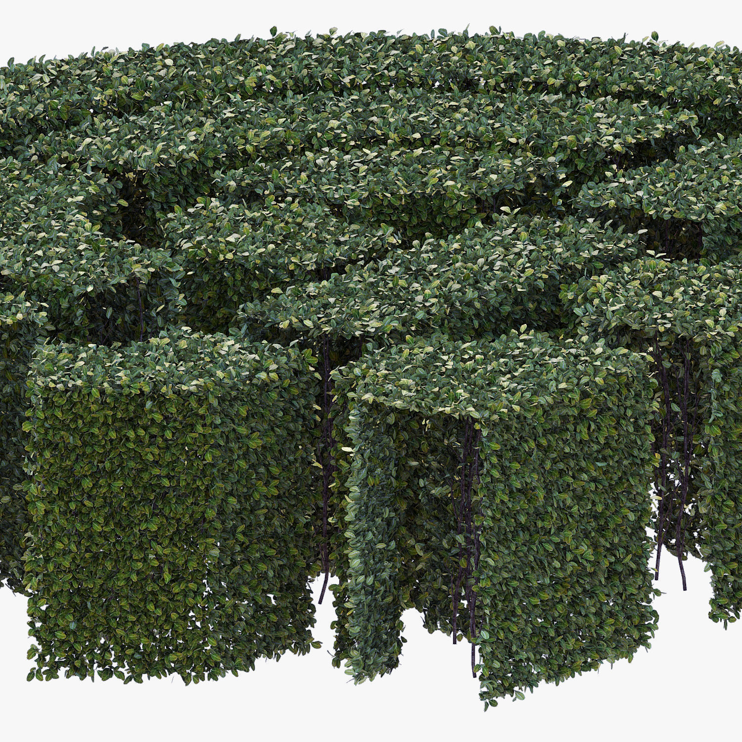 Hedge 300x600 3D model_3