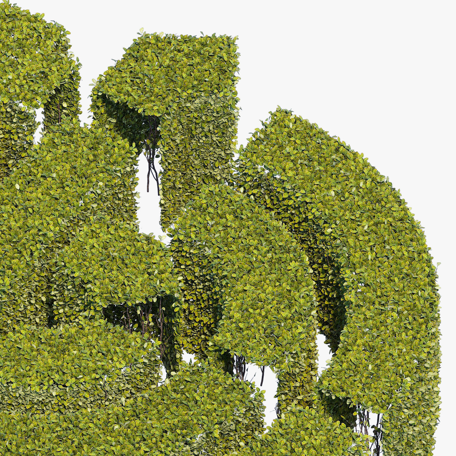 Hedge 300x600 3D model_5