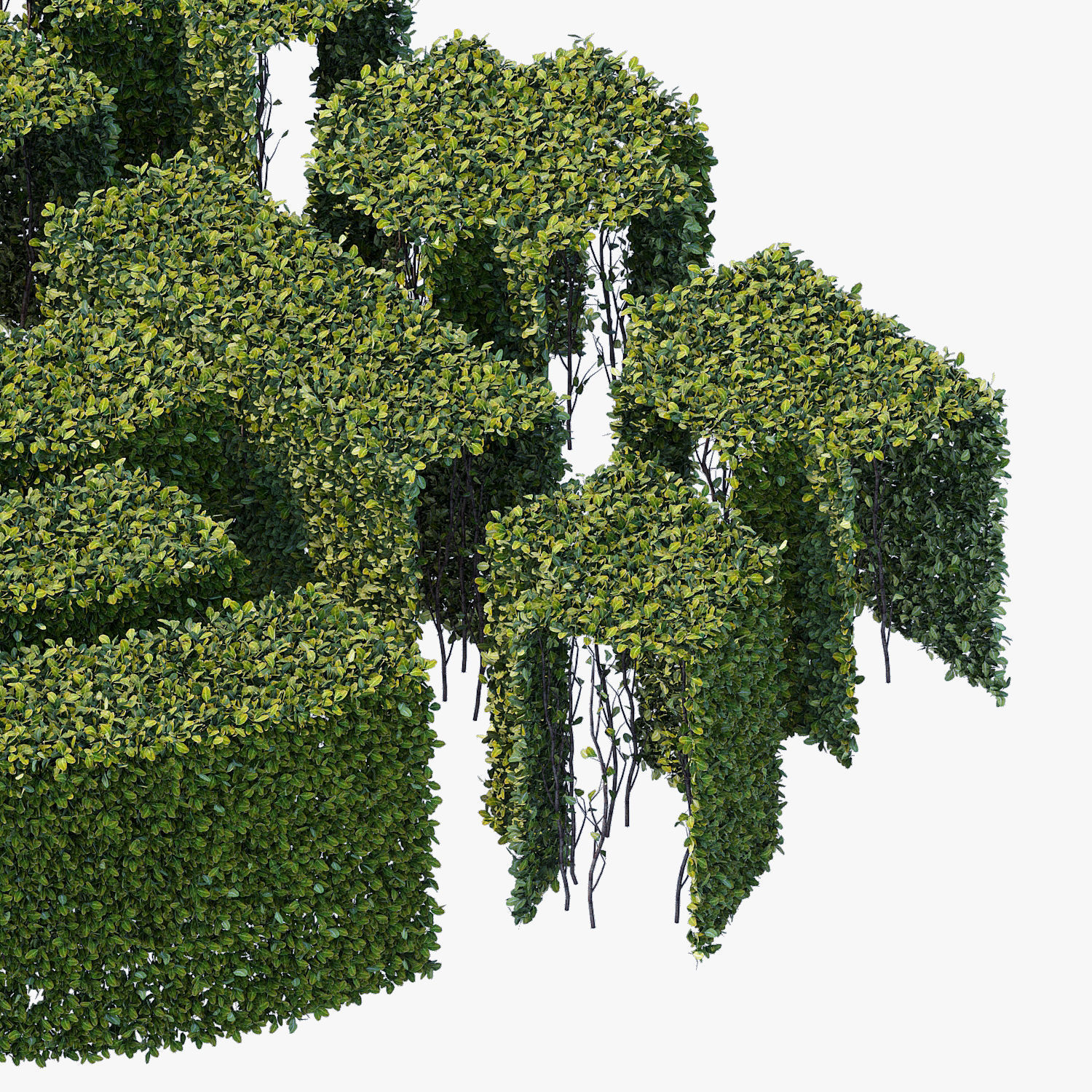 Hedge 300x600 3D model_2
