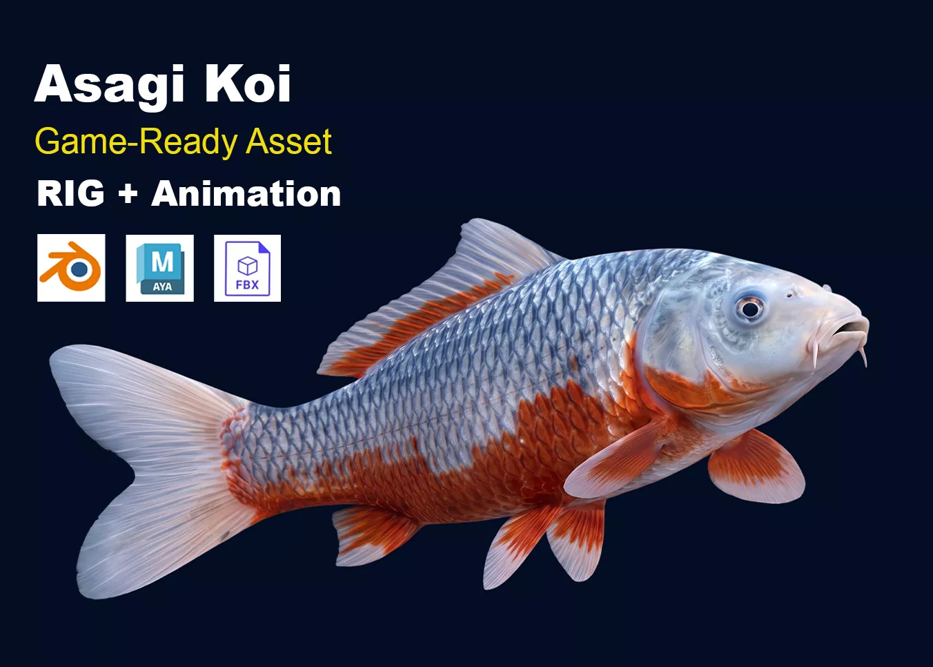 Asagi Koi Fish Realistic Animated Low-poly 3D model