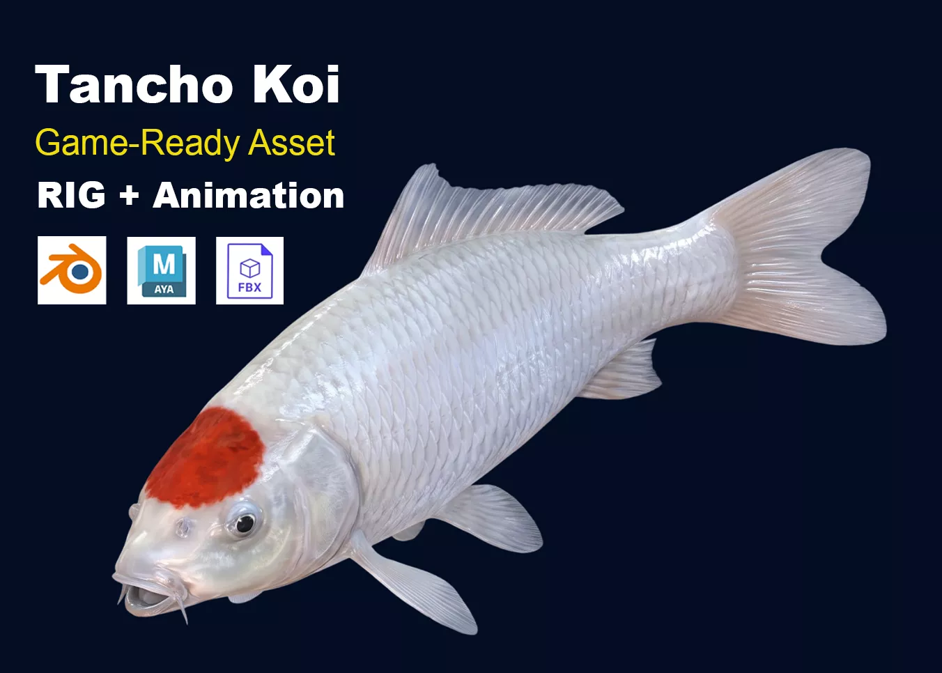 Tancho Koi Carp Fish Realistic Animated Low-poly 3D model
