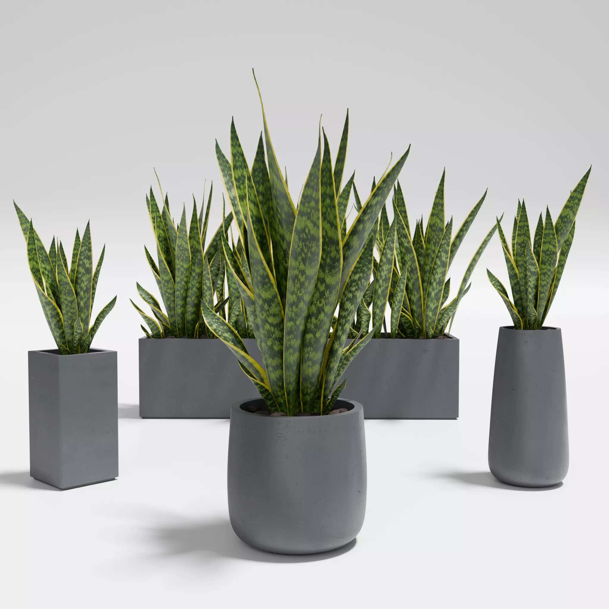 Snake Plant 3D model
