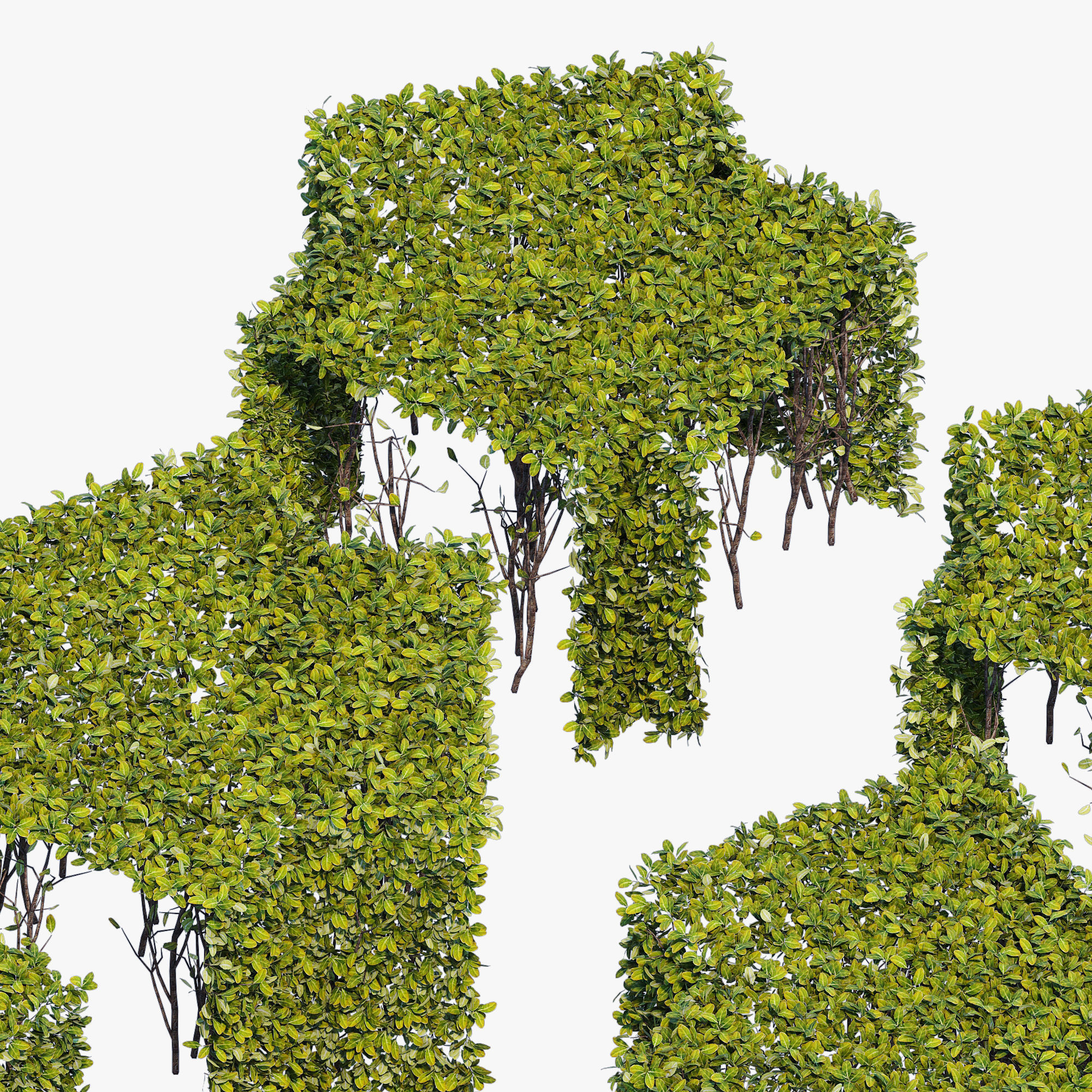 Hedge 400x400 3D model_2