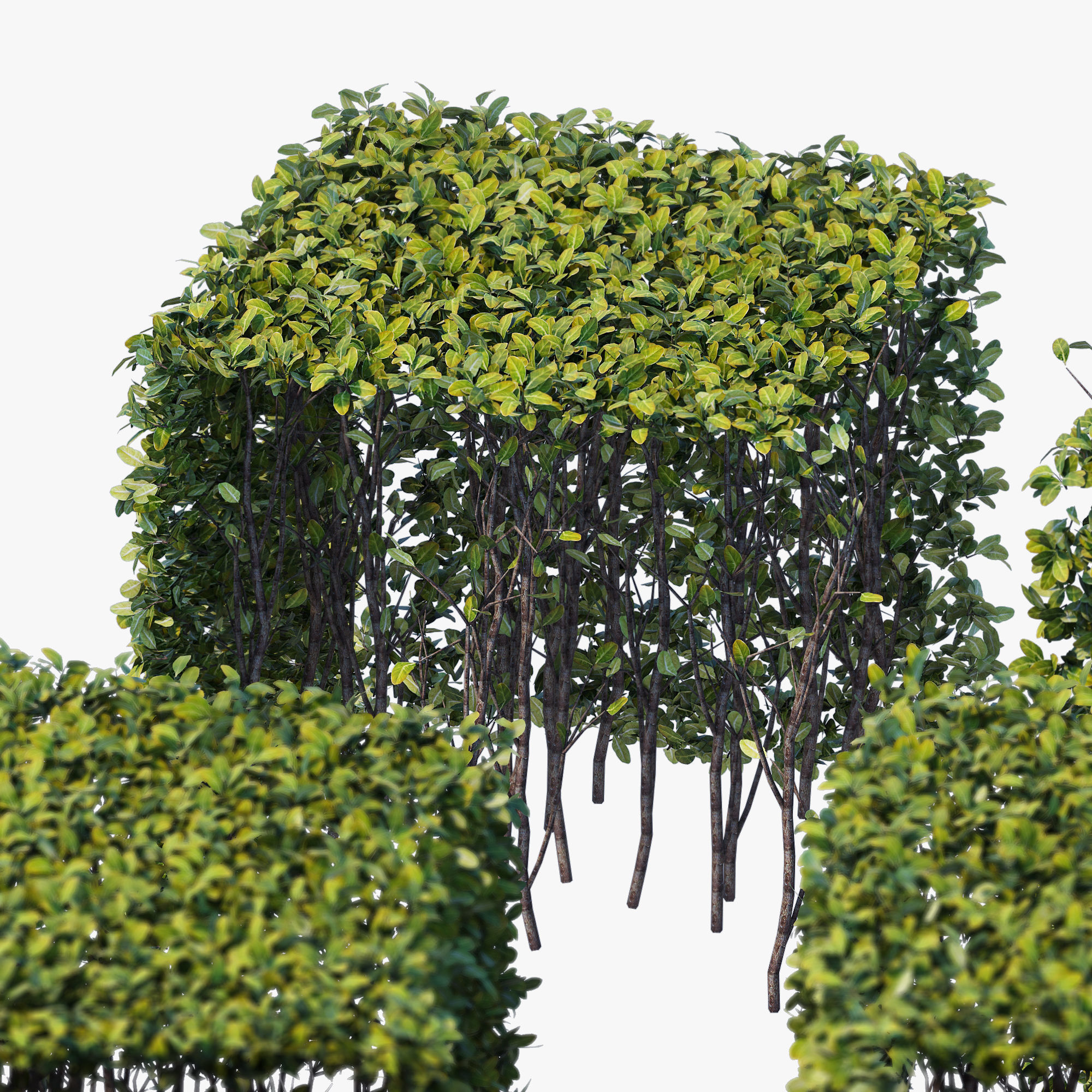 Hedge 400x400 3D model_4