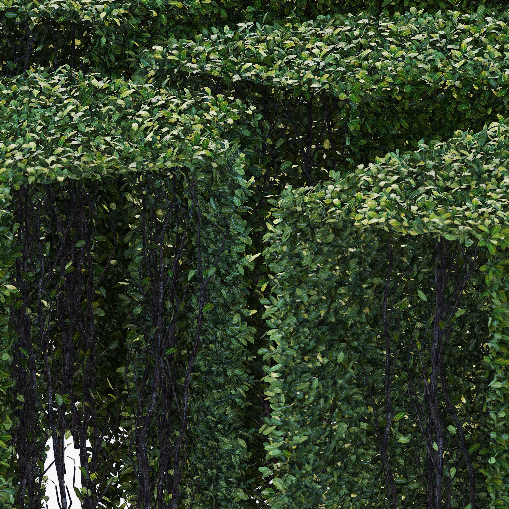 Hedge 400x800 3D model_2