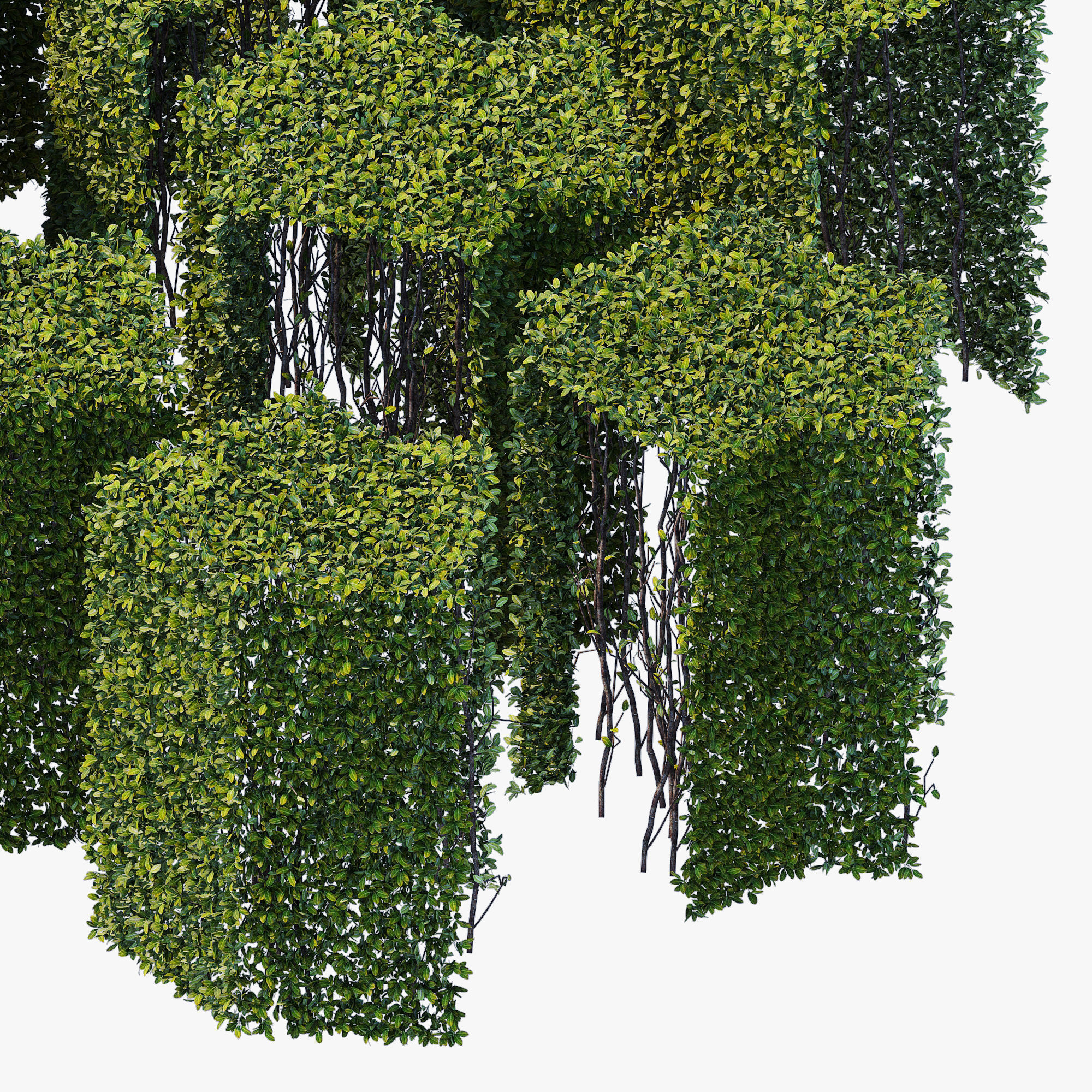 Hedge 400x800 3D model_4