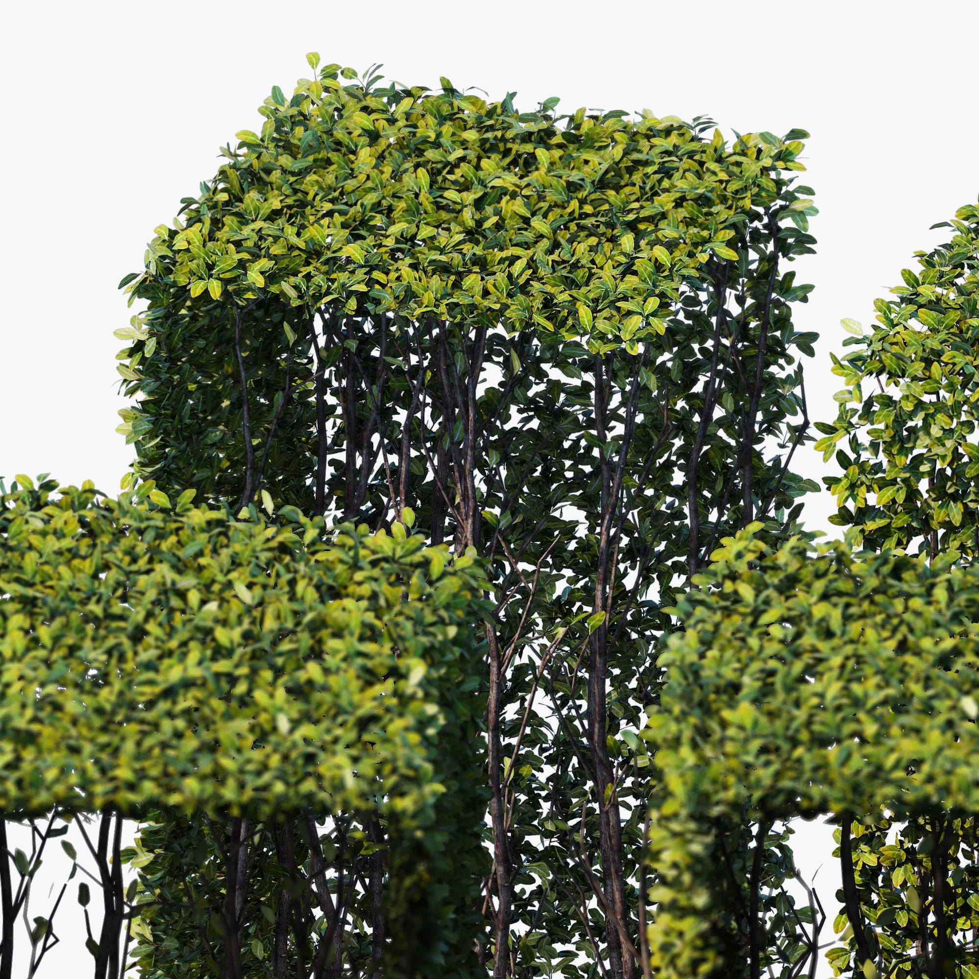 Hedge 400x800 3D model_1