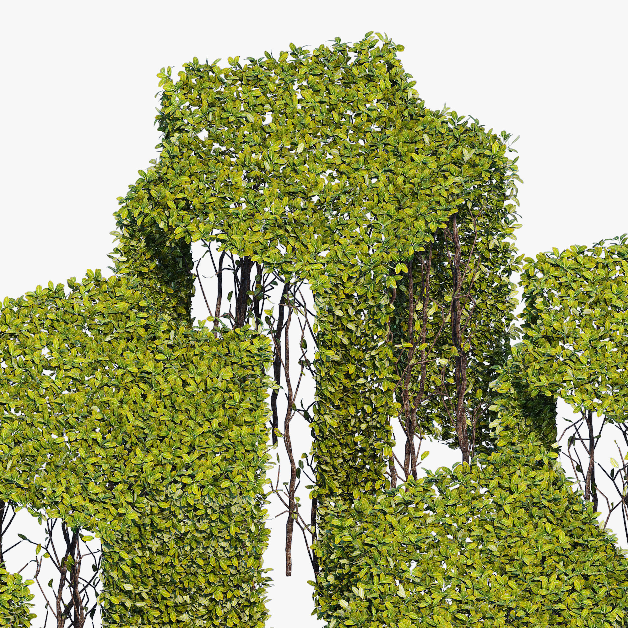 Hedge 400x800 3D model_3