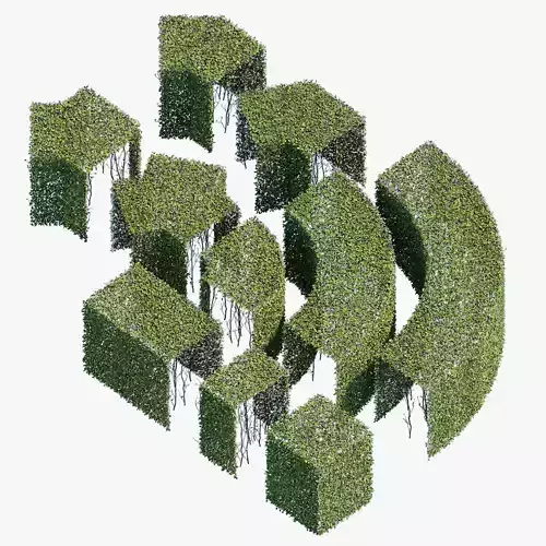 Hedge 600x800