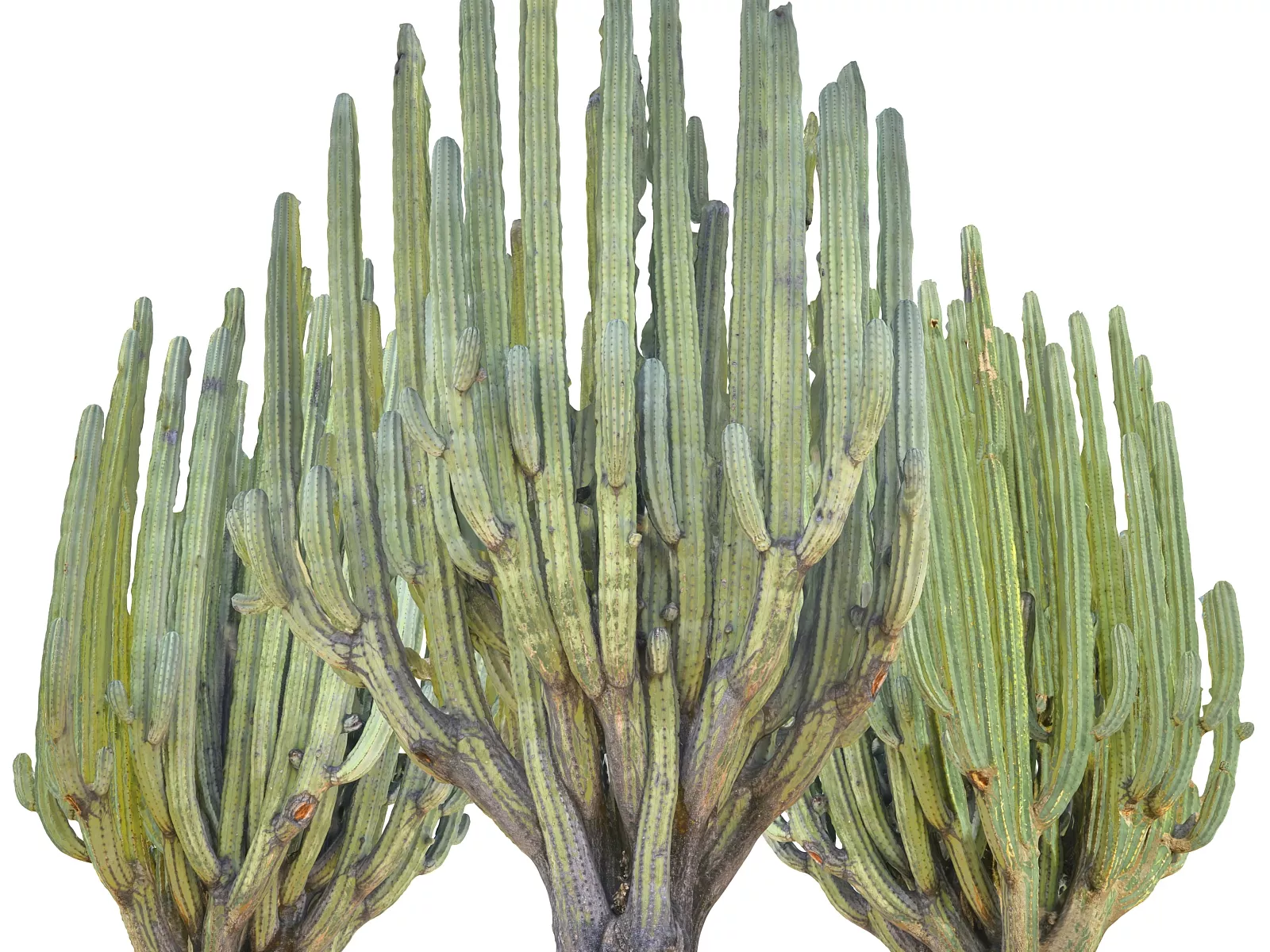 San Pedro Cactus Tree Low-poly 3D model