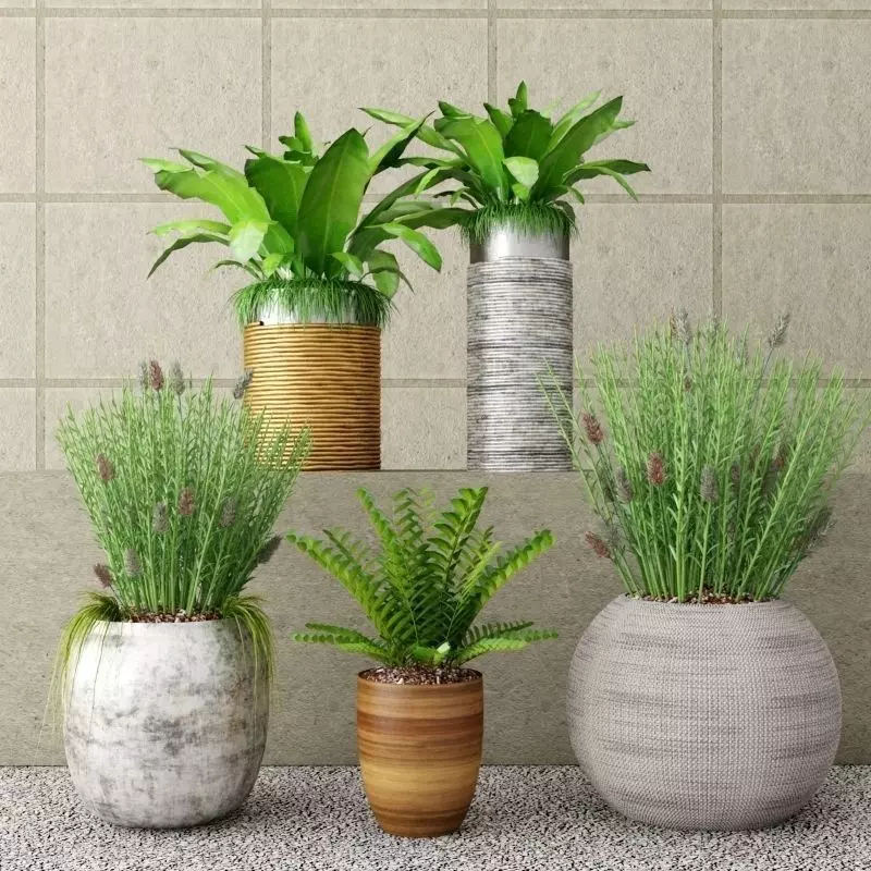 Collection - Set of Plant 3D model_0