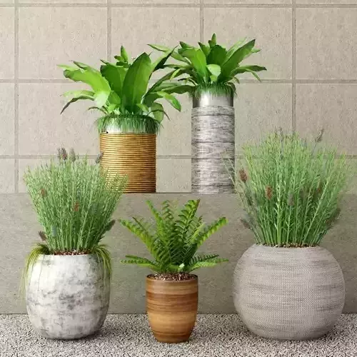 Collection - Set of Plant