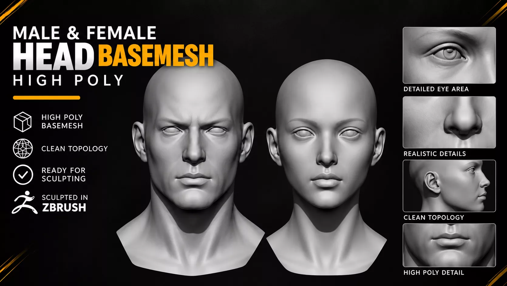 Highpoly Female and Male Head Basemesh Zbrush 2019 3D model