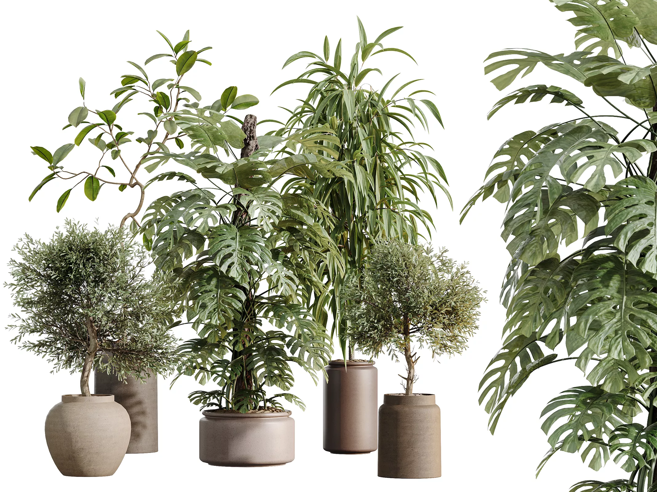 AV Indoor Plants Set 605 Ficus Binnendijkii Marginata Olive 3D model